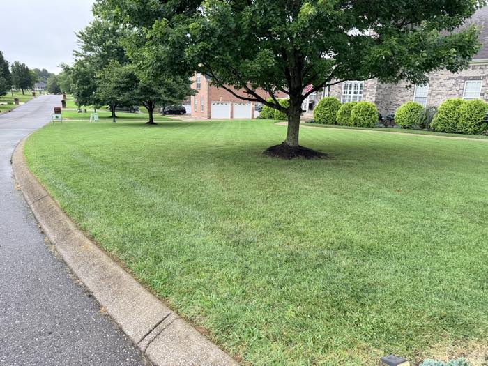 Even, healthy cut around mature trees
