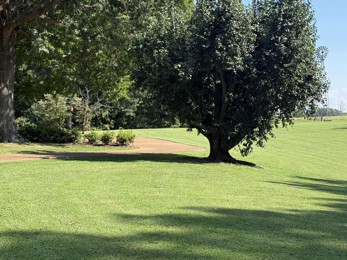 Shaded lawn cut clean around mature trees